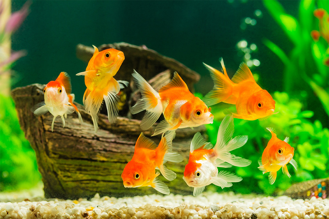 Goldfische und Aquaristik bei Zookauf Brändle in Konstanz