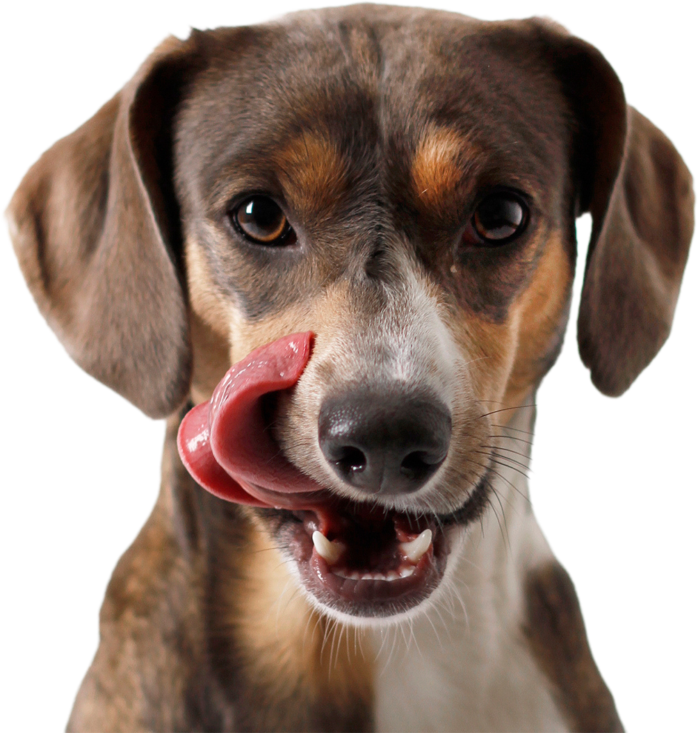Hundefutter der Eigenmarke Spot