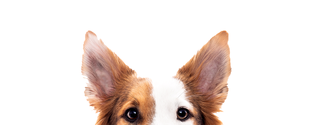 Hundehaltung